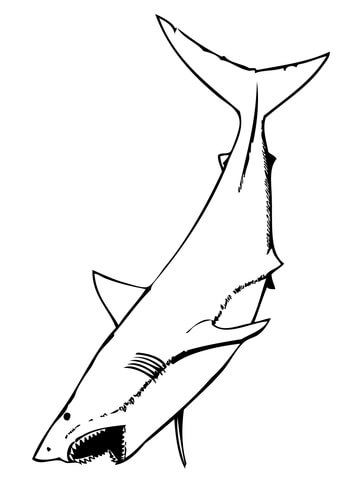 Great White Shark With Mouth Open Coloring Page